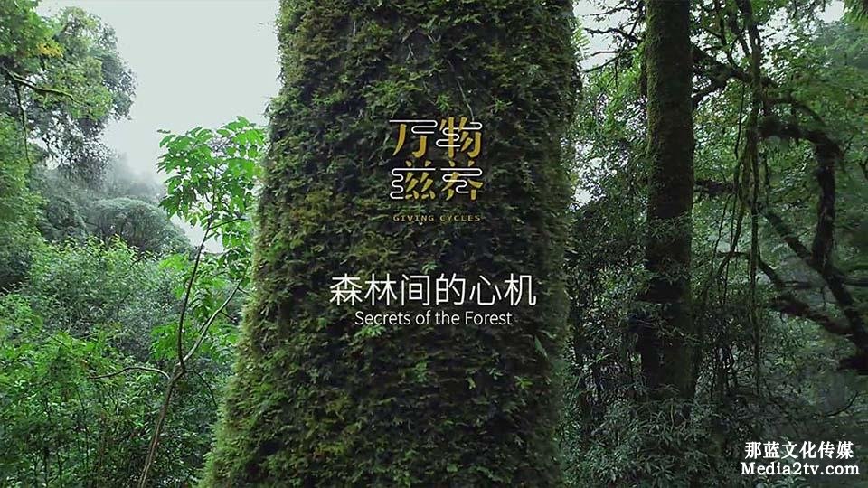 紀(jì)錄片:萬物滋養(yǎng)第一集森林間的心機(jī)